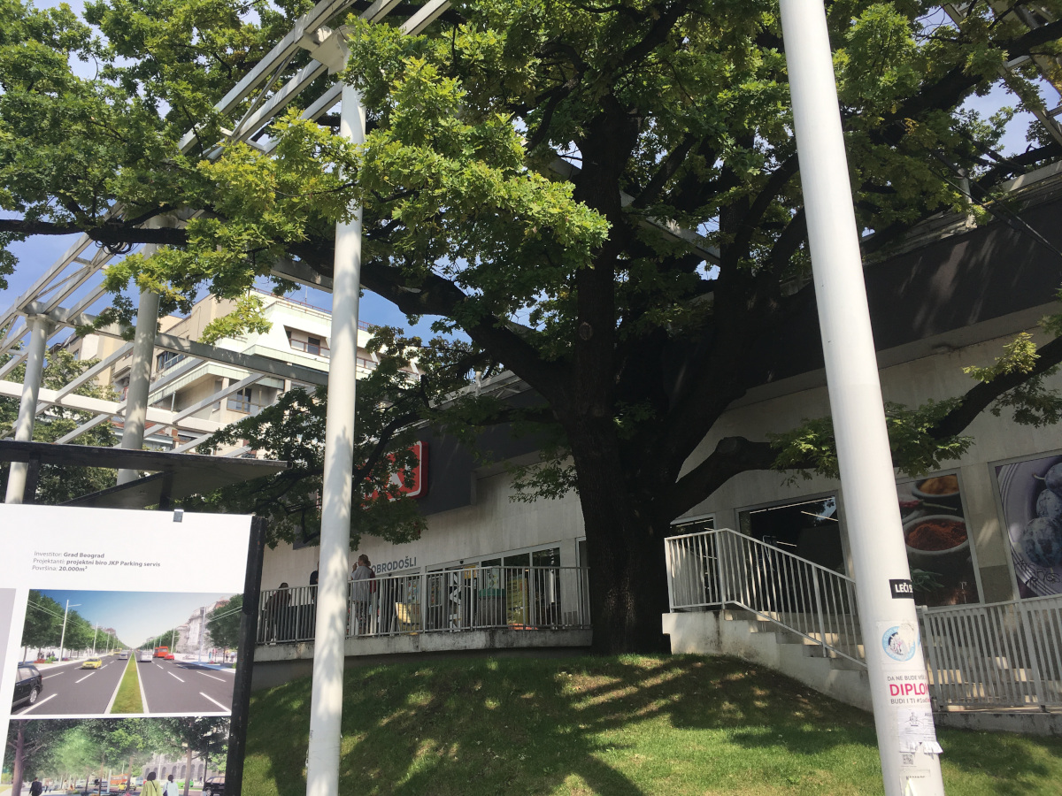 200-years-old Oak tree at Flower Square